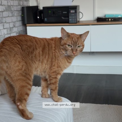 Photo de chat perdu à Brie Comte Robert