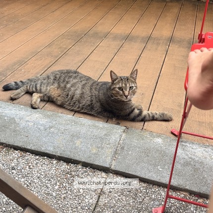 Photo de chat perdu à Courbevoie