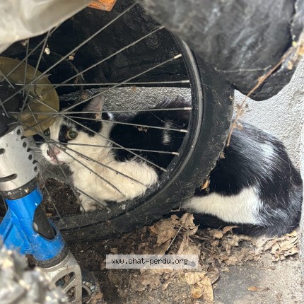 Photo 1/1 Chat trouvé Trouvé à Paris