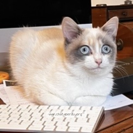 Photo de chat perdu à Rennes