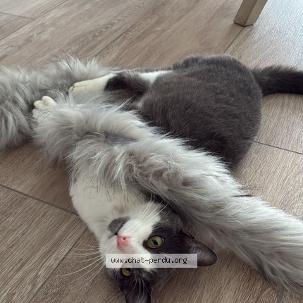 Photo 1/1 Maxou Chat perdu à Aussonne