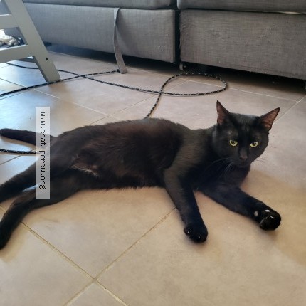 Photo de chat trouvé à Aubervilliers