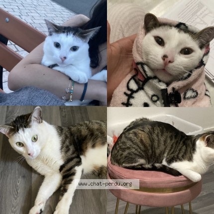 Photo de chat perdu à Macon