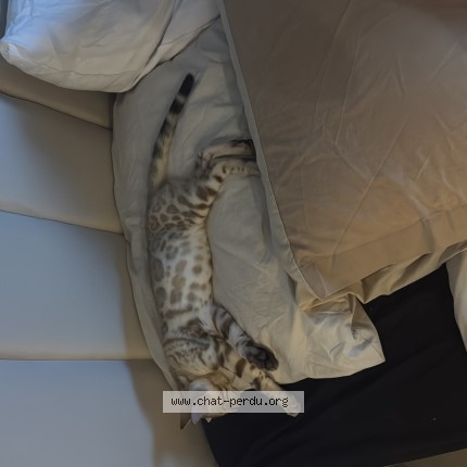 Photo de chat perdu à Mennecy