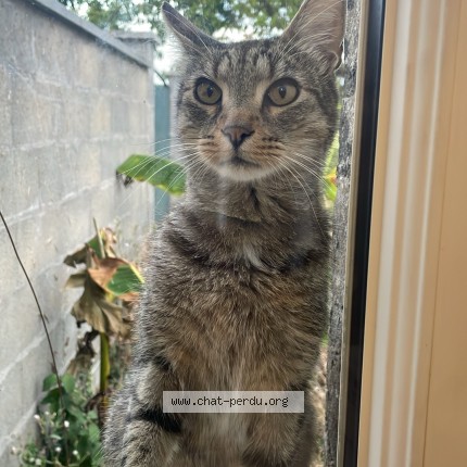 Photo 1/1 Chat trouvé Trouvé à Brissac Loire Aubance
