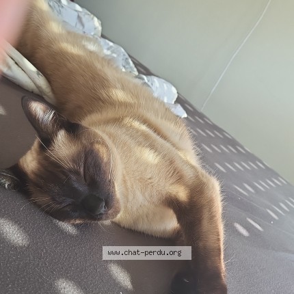 Photo 1/1 maviş Chat perdu à Fleury Les Aubrais