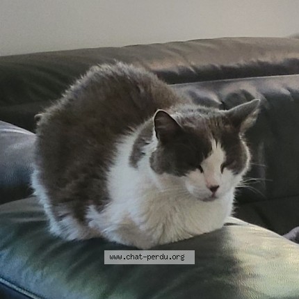 Photo 1/1 Chat retrouvé Perdu à Saint Sauveur D Aunis