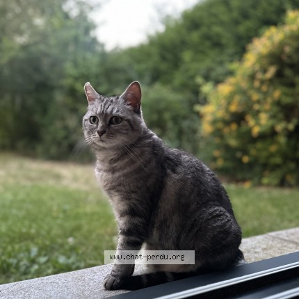 Photo 1/1 Chat retrouvé Perdu à Amiens