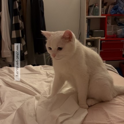 Photo 1/1 rosa Chat perdu à Asnieres Sur Seine