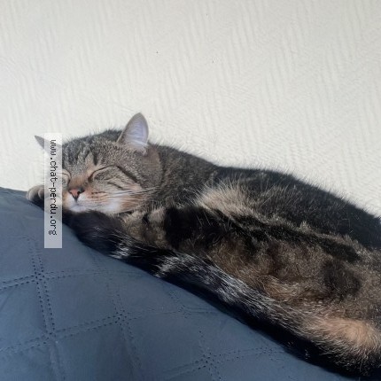 Photo de chat perdu à Villeparisis