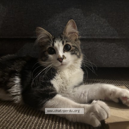 Photo de chat trouvé à Paris