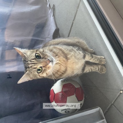 Photo de chat trouvé à Saignelegier