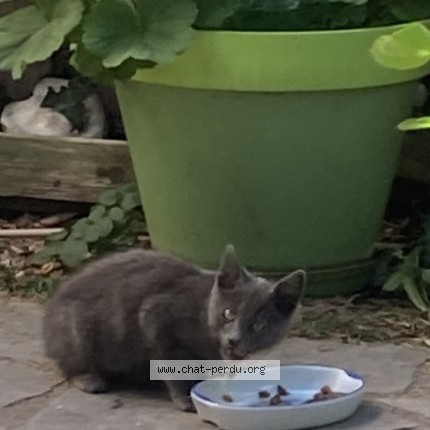 Photo 1/1 Chat trouvé Trouvé à Colombes
