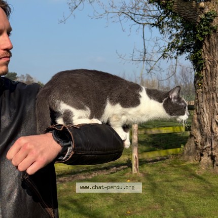 Photo 2/3 N&eacute;ph&eacute;l&eacute; Chat perdu à Montivilliers