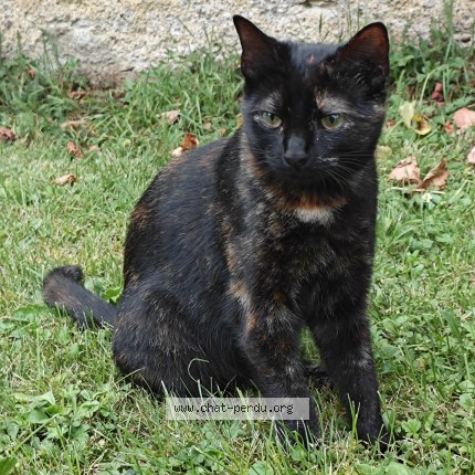 Photo 1/1 Chat retrouvé Perdu à Cenans