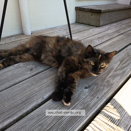 Photo de chat trouvé à Rennes