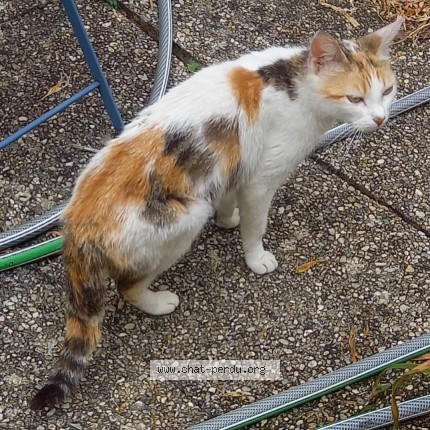 Photo 1/1 Chat trouvé Trouvé à Buxerolles