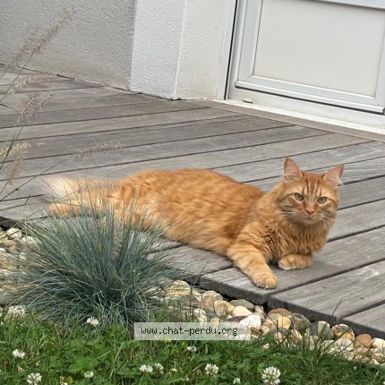 Photo 2/3 Bruce Chat perdu à Chalon Sur Saone