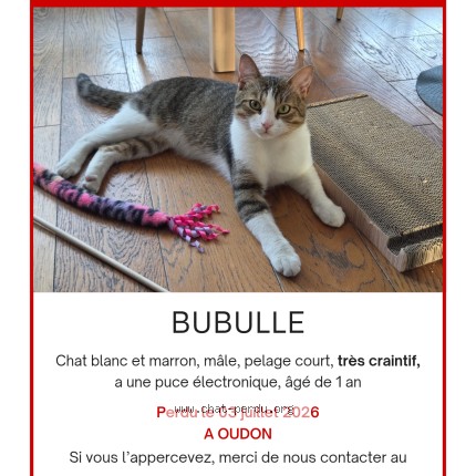 Photo 1/1 Bubulle Chat perdu à Oudon
