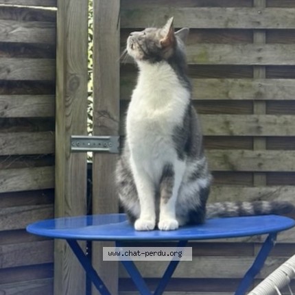 Photo de chat perdu à Cherbourg En Cotentin