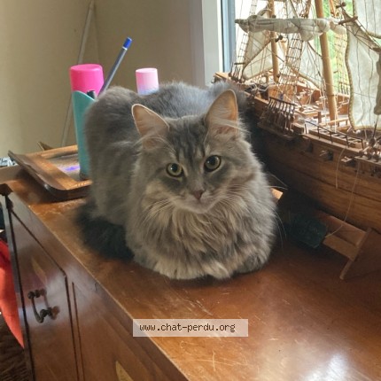 Photo de chat perdu à Paris