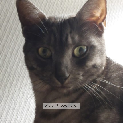 Photo de chat perdu à Grenoble