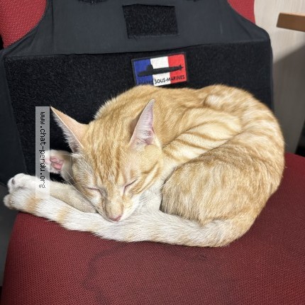 Photo 1/1 Chat trouvé Trouvé à Creteil