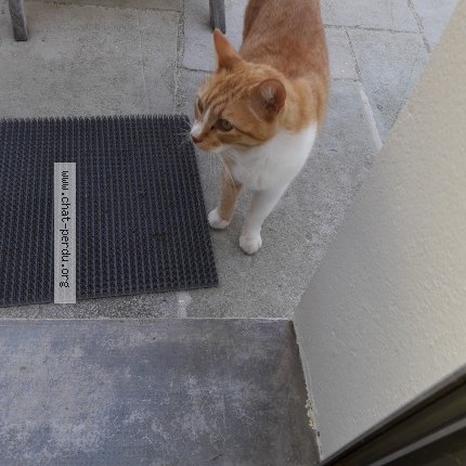 Photo 1/1 Chat trouvé Trouvé à Lorient