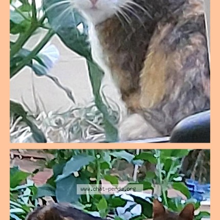 Photo 1/1 Chat trouvé Trouvé à Maure De Bretagne