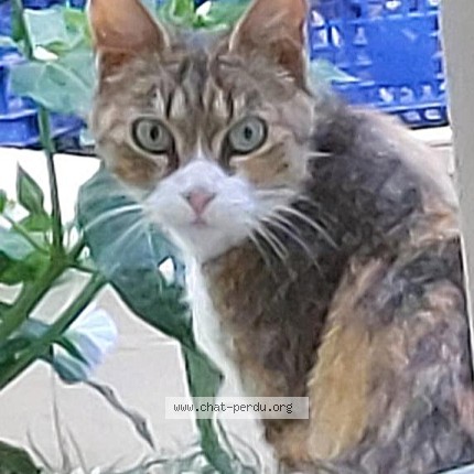 Photo 1/1 Chat trouvé Trouvé à Maure De Bretagne