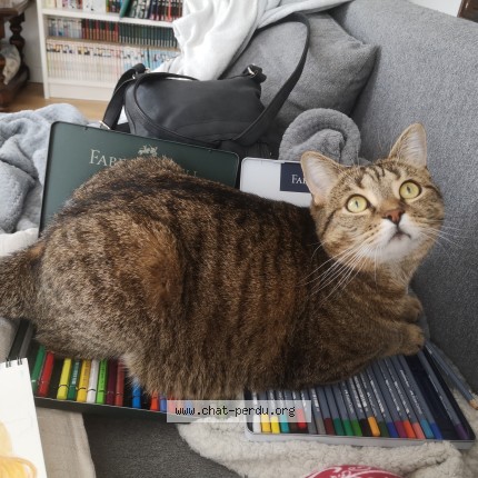 Photo de chat perdu à Noisy Le Grand