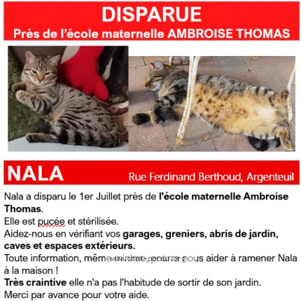 Photo de chat perdu à Argenteuil
