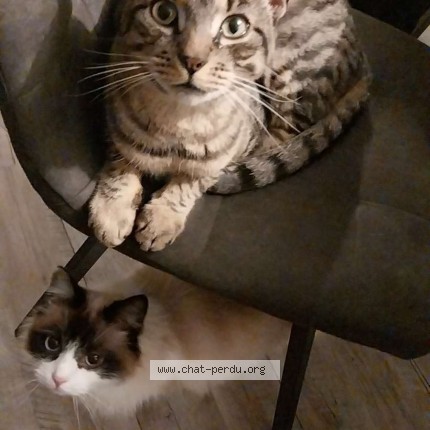 Photo de chat perdu à Rimogne