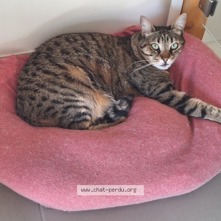 Photo de chat perdu à Saint Denis