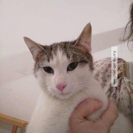 Photo de chat perdu à Cely En Biere