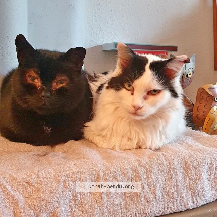 Photo 1/1 Minus Chat perdu à Evellys Naizin
