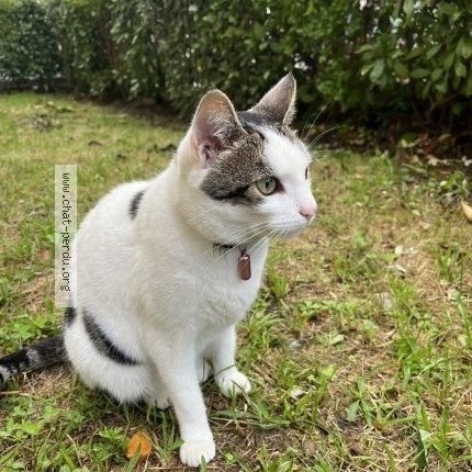 Photo 1/1 tchika Chat perdu à Nanterre