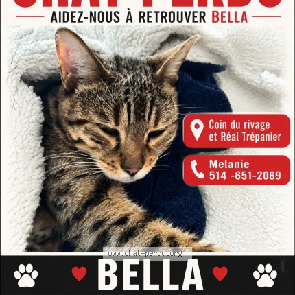 Photo 1/1 Bella Chat perdu à St Jean Sur Richelieu