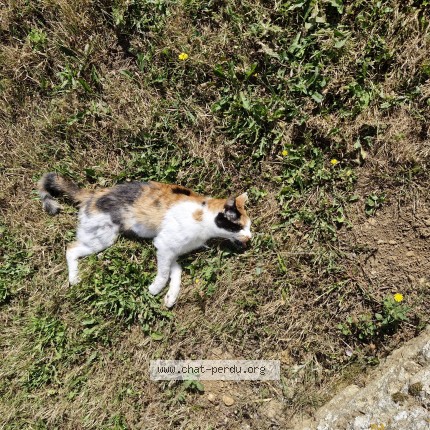 Photo 1/1 Chat trouvé Trouvé à Bieville Beuvile