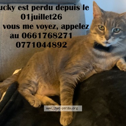 Photo 1/1 Chat retrouvé Perdu à Toulouse