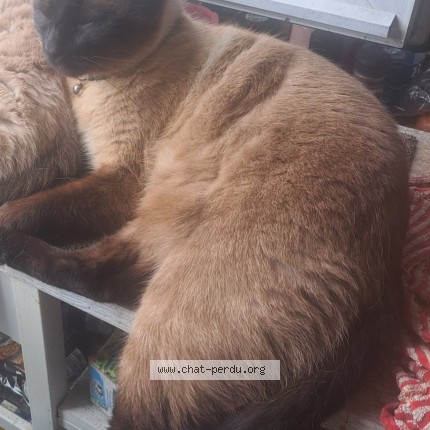 Photo de chat perdu à Brest