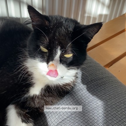 Photo de chat perdu à Mazerolles Le Salin