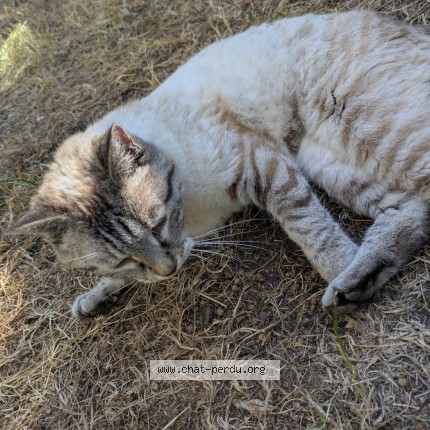 Photo 1/4 Chat trouvé Trouvé à St Briac Sur Mer