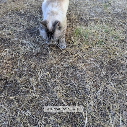 Photo 2/4 Chat trouvé Trouvé à St Briac Sur Mer