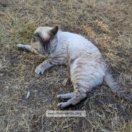 Photo 3/4 Chat trouvé Trouvé à St Briac Sur Mer