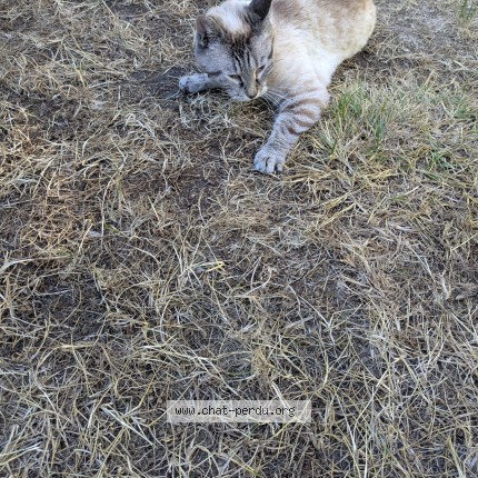 Photo 4/4 Chat trouvé Trouvé à St Briac Sur Mer