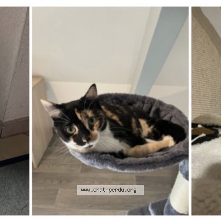 Photo de chat perdu à Hilsenheim