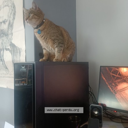 Photo de chat perdu à Houilles
