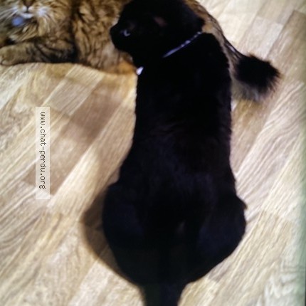 Photo de chat perdu à Paris