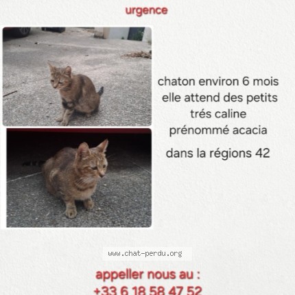 Photo 1/1 Chat trouvé Trouvé à St Chamond